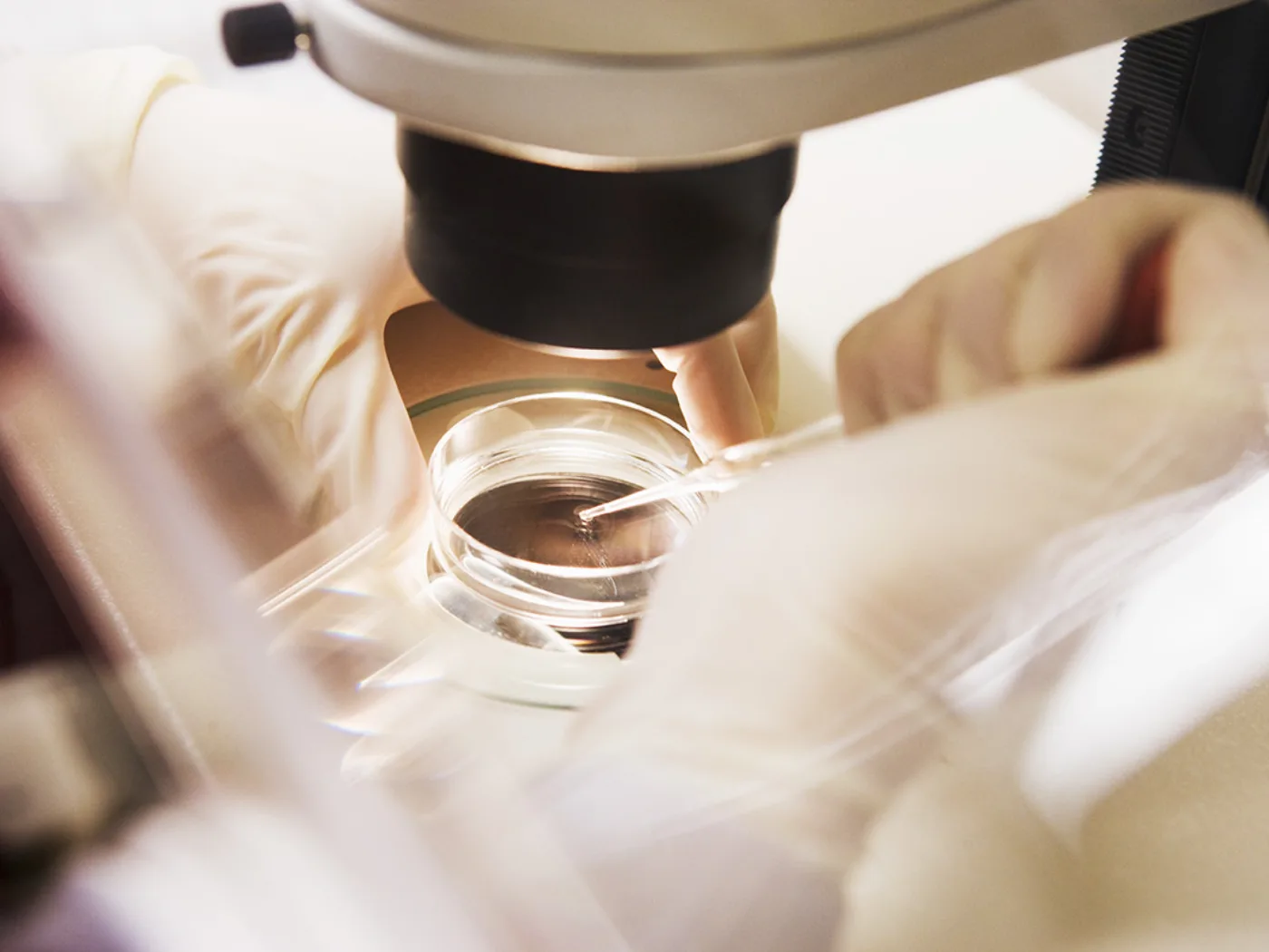 Labor und Diagnostik Laboruntersuchung einer Probe unter dem Mikroskop
