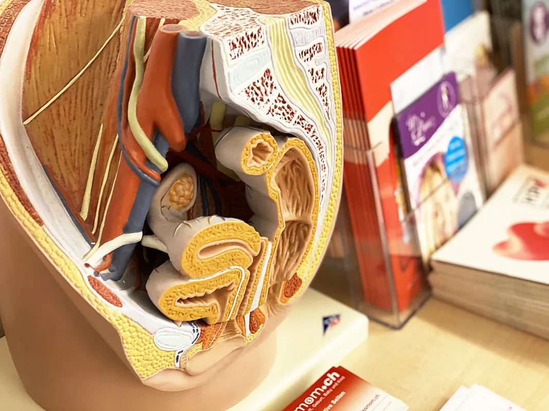 Anatomisches Beckenmodell und Informationsbroschüren in der Praxis in Bülach